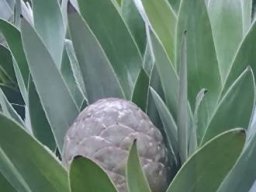 Leucadendron argenteum shy cone